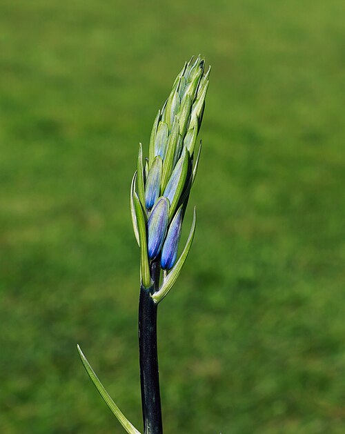 English bluebell: Flower bud boshyacint ( Hyacinthoides non-scripta ). Location, De Famberhorst in the Netherlands.