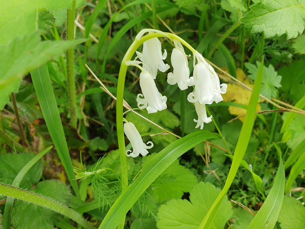 English bluebell (Hyacinthoides non-scripta)