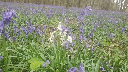 English bluebell (Hyacinthoides non-scripta)