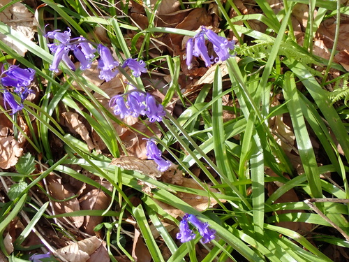 English bluebell (Hyacinthoides non-scripta)