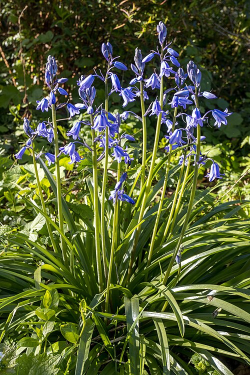 English bluebell: Jacinthes des bois