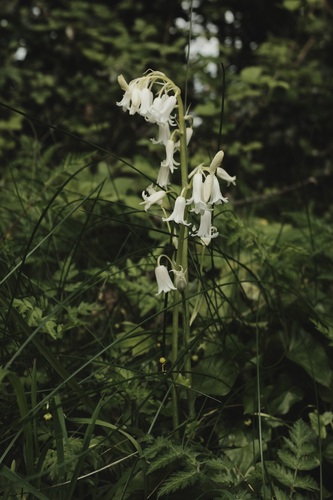English bluebell (Hyacinthoides non-scripta)