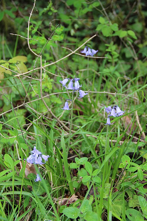 English bluebell: Bluebell - Hyacinthoides non-scripta
