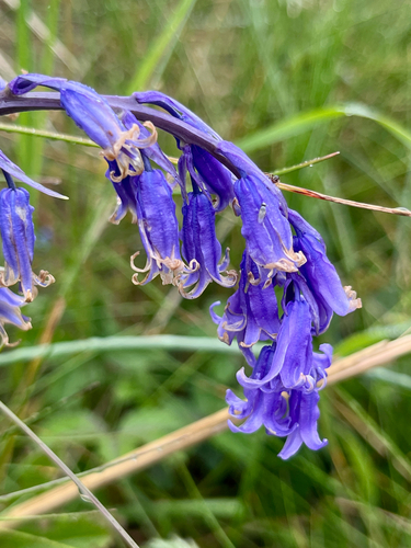 English bluebell (Hyacinthoides non-scripta)