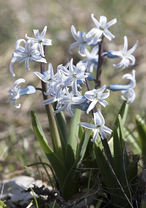 Common hyacinth: Flowering common hyacinth ( Hyacinthus orientalis ssp. chionophilus ). Saksağan Crossing in Saimbeyli - Adana, Turkey.