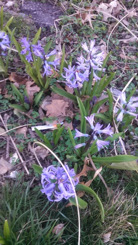 Common hyacinth (Hyacinthus orientalis)
