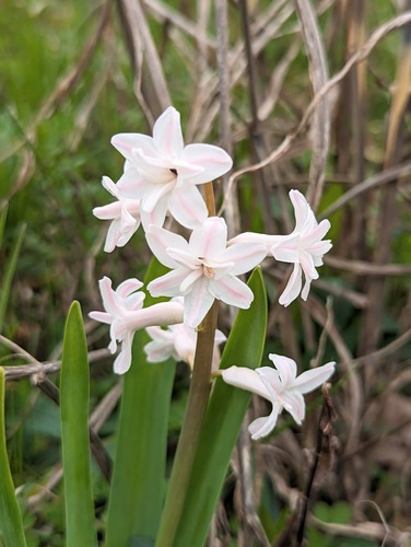 Common hyacinth