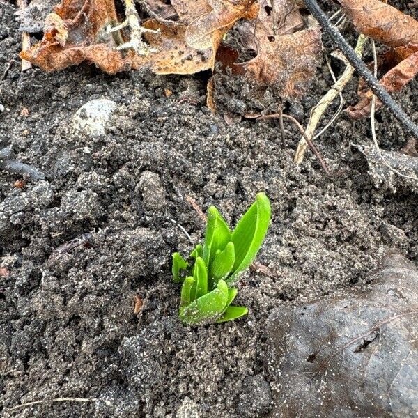 Common hyacinth (Hyacinthus orientalis)