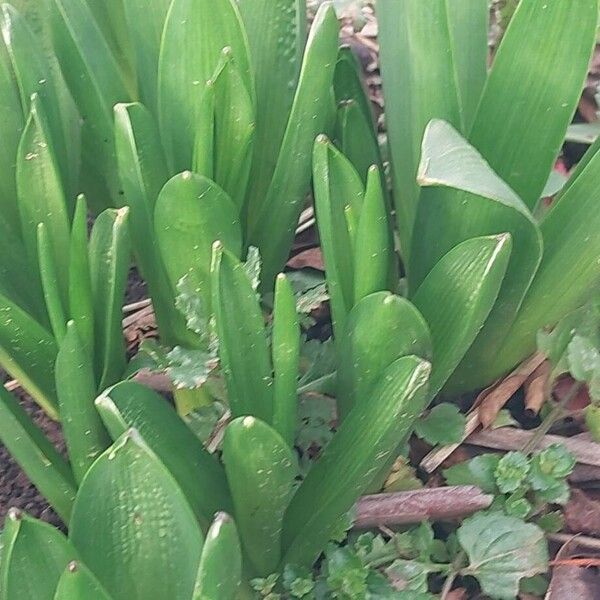Common hyacinth (Hyacinthus orientalis)
