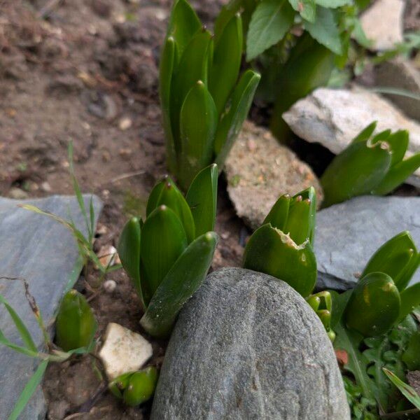 Common hyacinth (Hyacinthus orientalis)