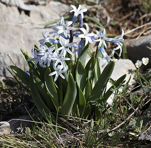 Common hyacinth: Flowering common hyacinth ( Hyacinthus orientalis ssp. chionophilus ). Saksağan Crossing in Saimbeyli - Adana, Turkey.