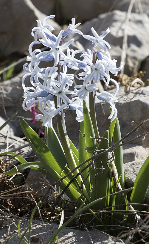 Common hyacinth: Flowering common hyacinth ( Hyacinthus orientalis ssp. chionophilus ). Saksağan Crossing in Saimbeyli - Adana, Turkey.