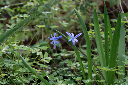 Common hyacinth (Hyacinthus orientalis)