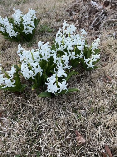 Common hyacinth (Hyacinthus orientalis)
