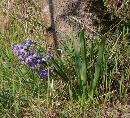 Common hyacinth (Hyacinthus orientalis)