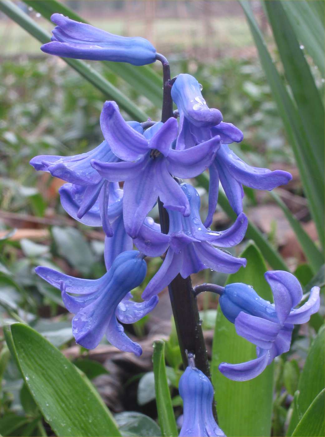 Common hyacinth: Hyacinth flower;