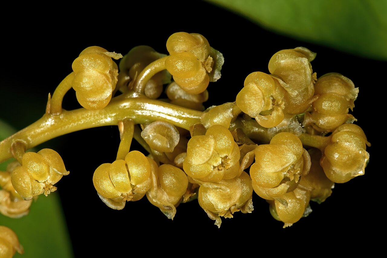 Orange grape creeper: Hyalosepalum afrum , flowers (female); Lowveld National Botanical Garden, Nelspruit, Mpumalanga, South Africa