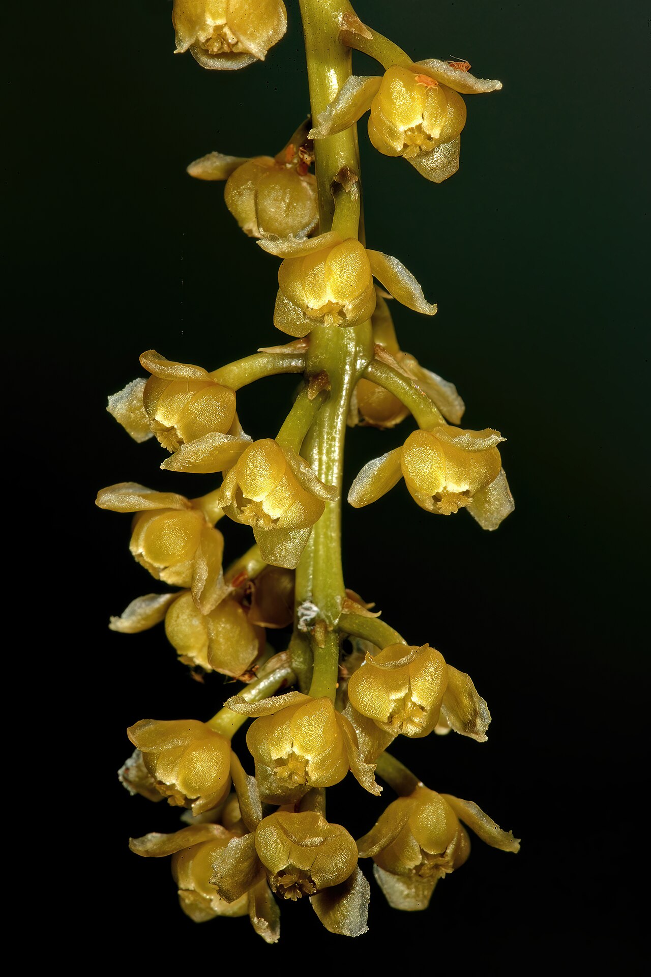Orange grape creeper: Hyalosepalum afrum , flowers (female); Lowveld National Botanical Garden, Nelspruit, Mpumalanga, South Africa
