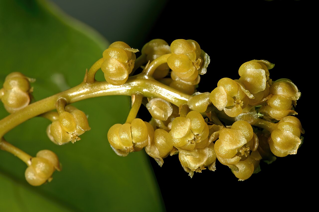 Orange grape creeper: Hyalosepalum afrum , flowers (female); Lowveld National Botanical Garden, Nelspruit, Mpumalanga, South Africa