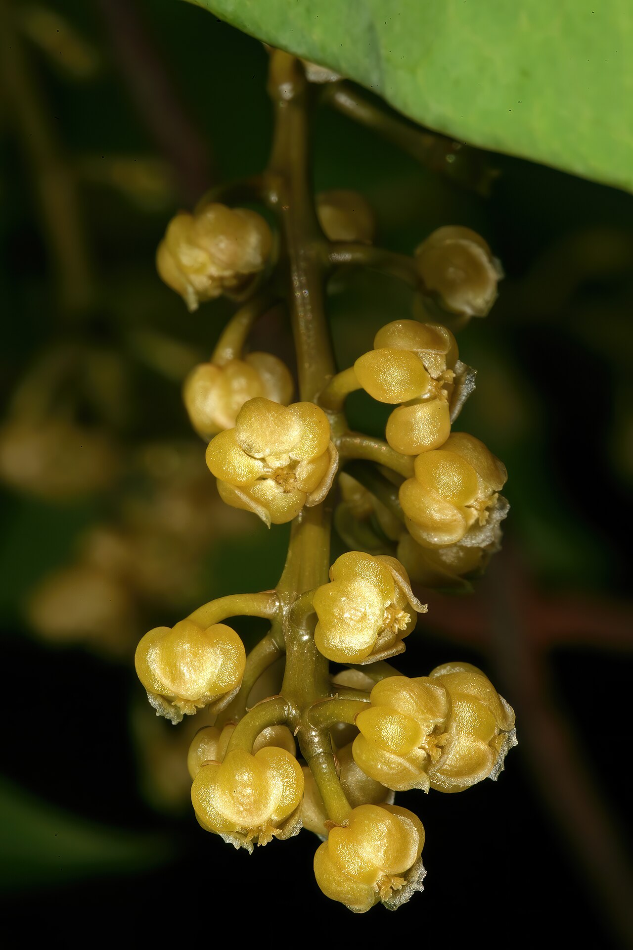 Orange grape creeper: Hyalosepalum afrum , flowers (female); Lowveld National Botanical Garden, Nelspruit, Mpumalanga, South Africa