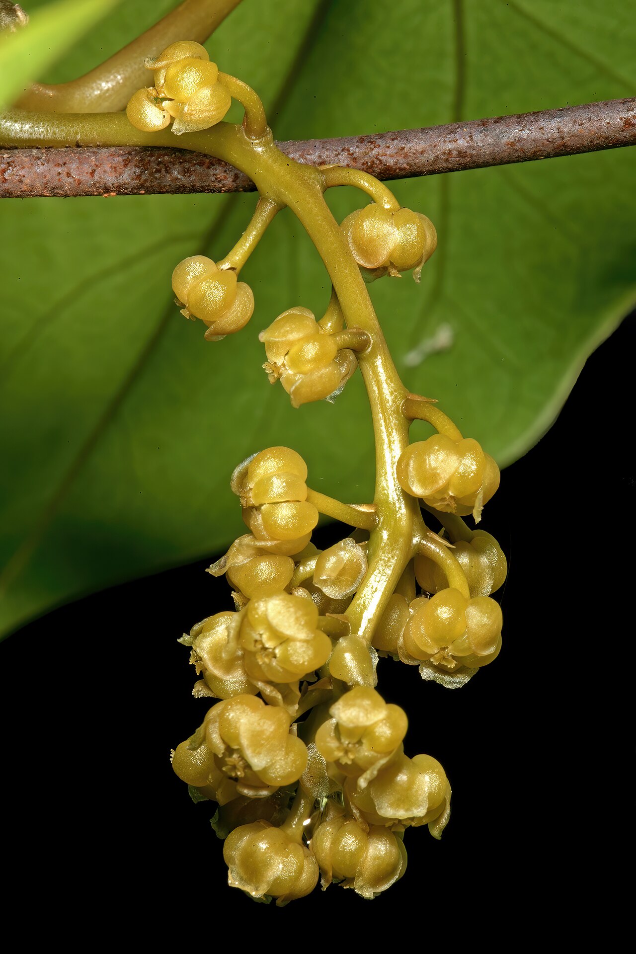 Orange grape creeper: Hyalosepalum afrum , flowers (female); Lowveld National Botanical Garden, Nelspruit, Mpumalanga, South Africa