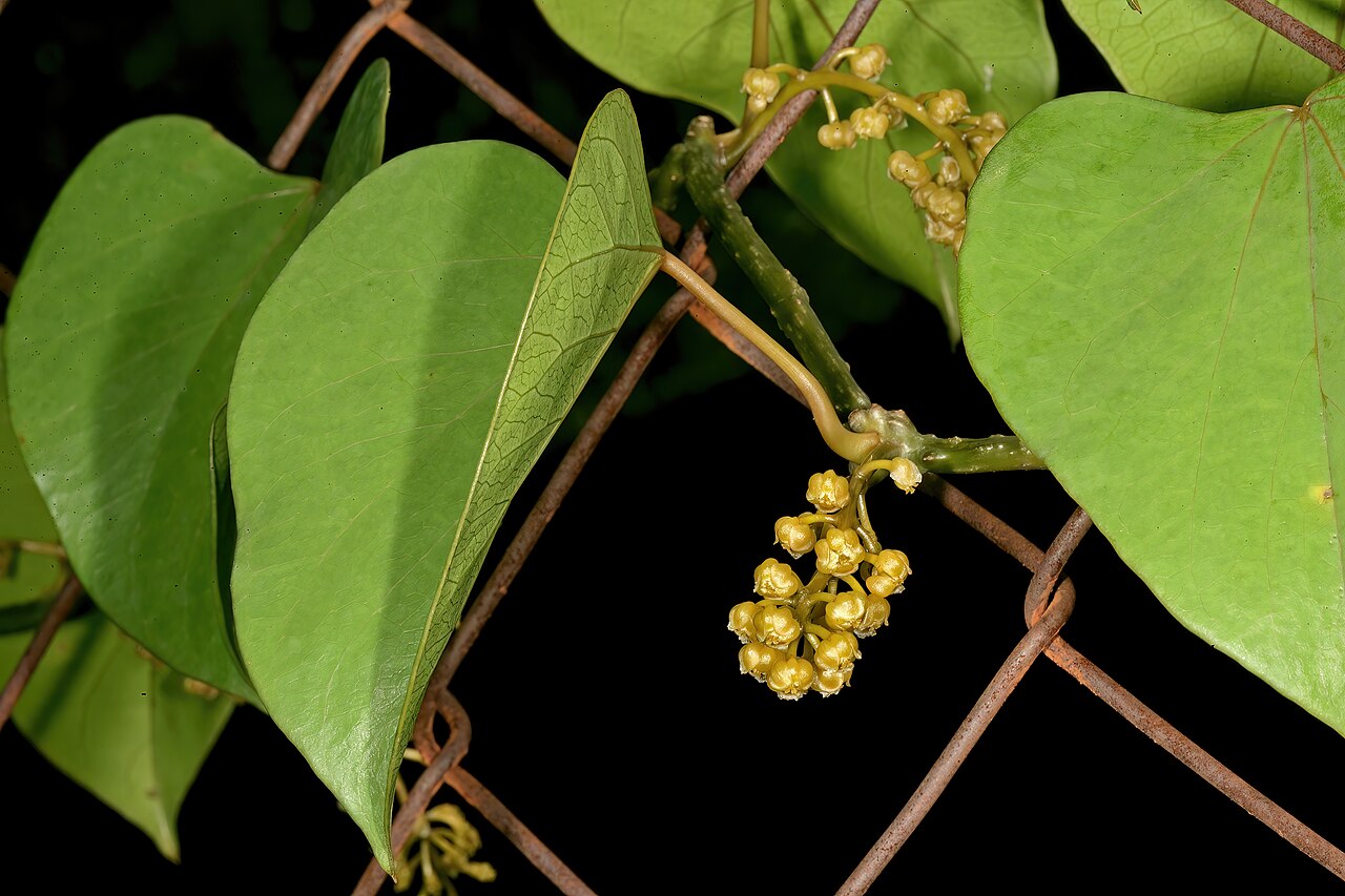 Orange grape creeper: Hyalosepalum afrum , flowers (female); Lowveld National Botanical Garden, Nelspruit, Mpumalanga, South Africa