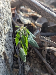 Hybanthus fruticulosus (Hybanthus fruticulosus)