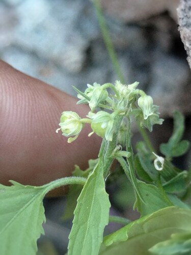 Hybanthus fruticulosus (Hybanthus fruticulosus)