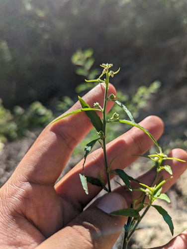 Hybanthus fruticulosus (Hybanthus fruticulosus)