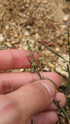 Hybanthus fruticulosus (Hybanthus fruticulosus)