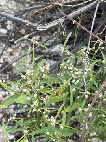 Hybanthus fruticulosus (Hybanthus fruticulosus)