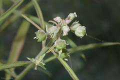 Hybanthus fruticulosus (Hybanthus fruticulosus)