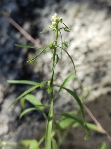 Hybanthus fruticulosus (Hybanthus fruticulosus)