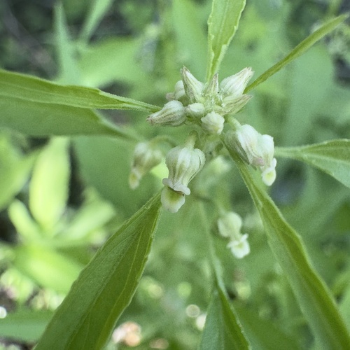 Hybanthus fruticulosus (Hybanthus fruticulosus)
