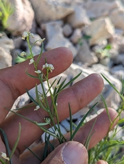 Hybanthus fruticulosus (Hybanthus fruticulosus)