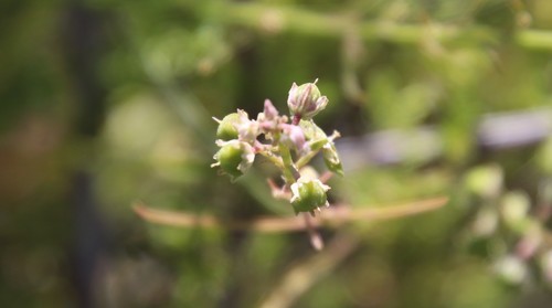 Hybanthus fruticulosus (Hybanthus fruticulosus)