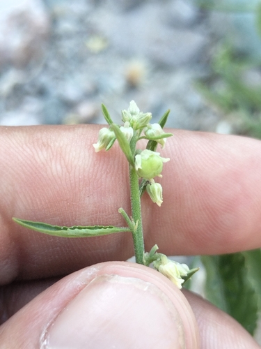 Hybanthus fruticulosus (Hybanthus fruticulosus)