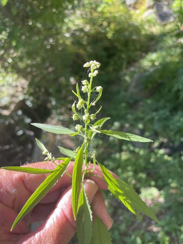 Hybanthus fruticulosus (Hybanthus fruticulosus)