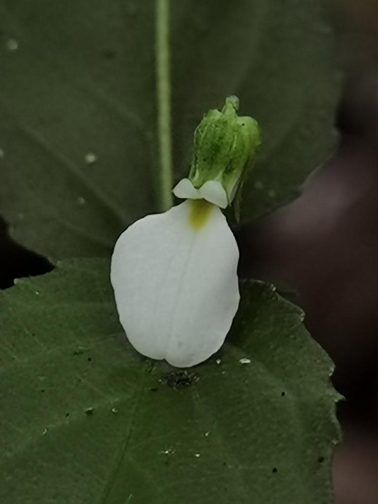 Hybanthus galeottii (Hybanthus galeottii)