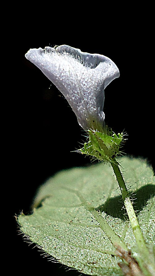 Hybanthus heterosepalus: Hybanthus heterosepalus (Eichler) Hassl.