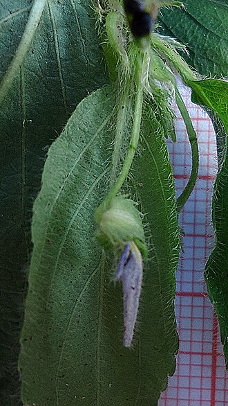 Hybanthus heterosepalus: Hybanthus heterosepalus (Eichler) Hassl.