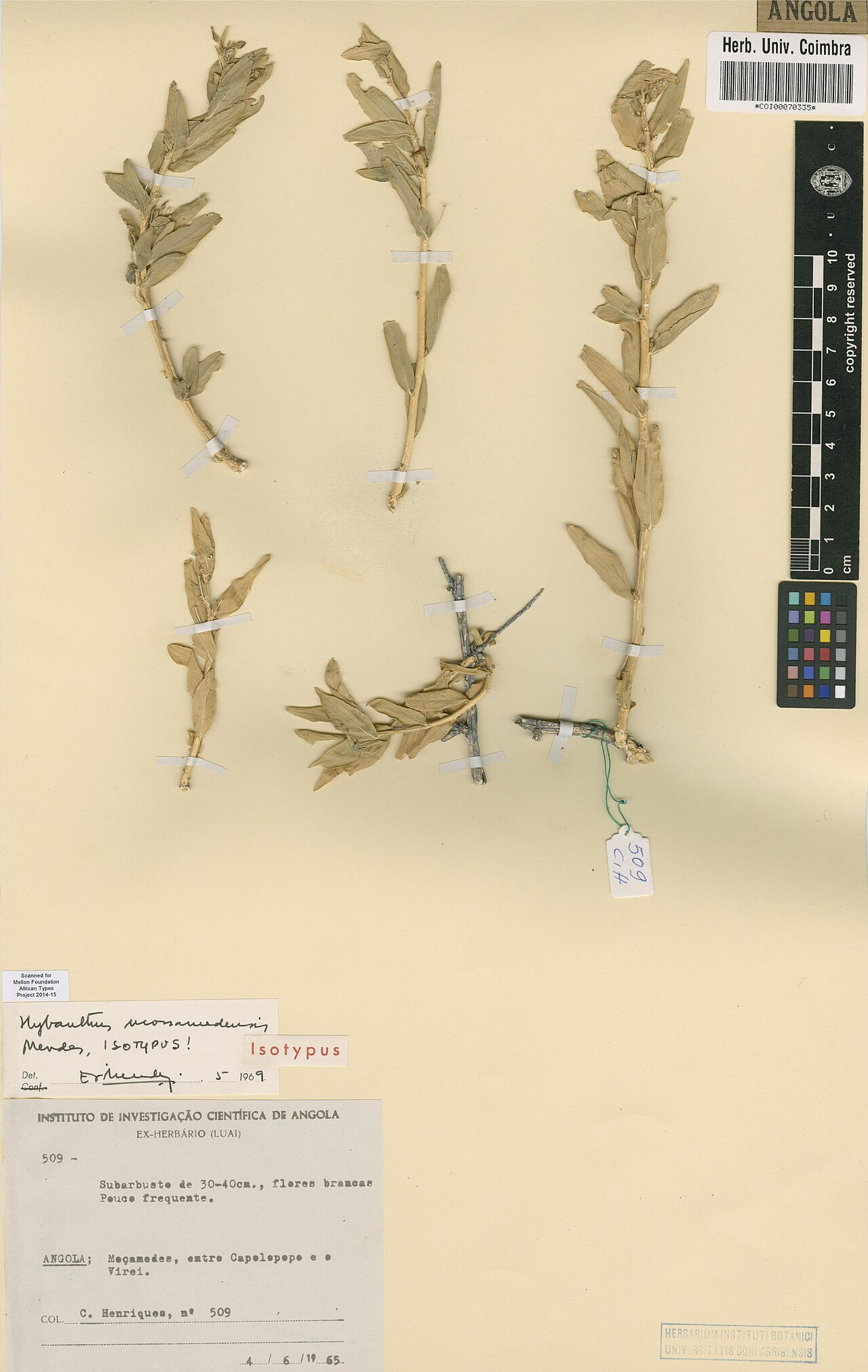 Hybanthus mossamedensis: Photograph of Isotype of Hybanthus mossamedensis at Herbarium of the University of Coimbra, Portugal (COI). Specimen COI00070335. http://coicatalogue.uc.pt/spec