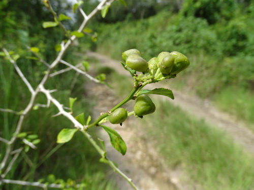 Hybanthus yucatanensis (Hybanthus yucatanensis)