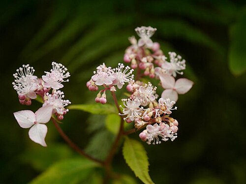 Hydrangea alternifolia: Cardiandra alternifolia:クサアジサイ 20015/09/05 和歌山県田辺市:Tanabe City. Wakayama Pref. Japan