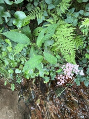 Hydrangea alternifolia (Hydrangea alternifolia)