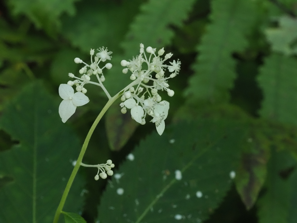 Hydrangea alternifolia (Hydrangea alternifolia)