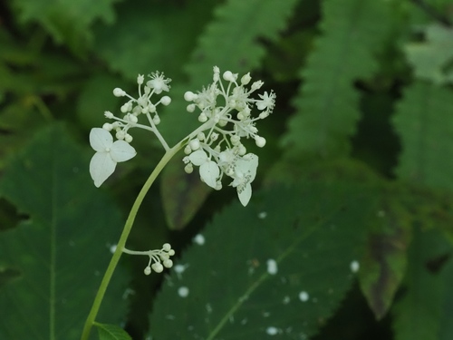 Hydrangea alternifolia (Hydrangea alternifolia)
