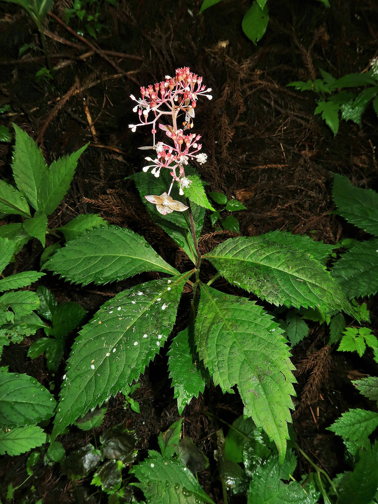 Hydrangea alternifolia: Cardiandra alternifolia , Nouth area, Ibaraki pref., Japan