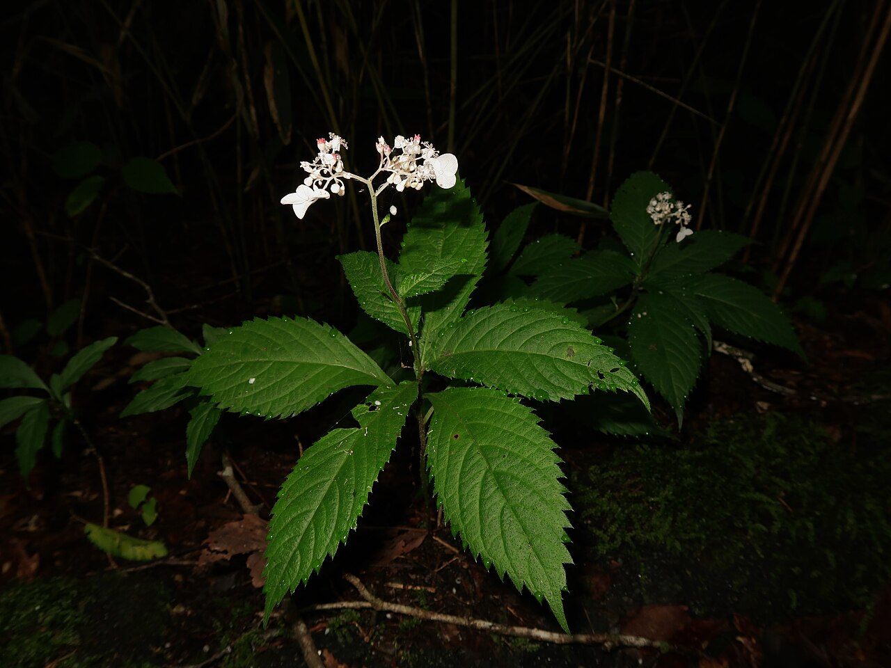Hydrangea alternifolia: Cardiandra alternifolia , Nouth area, Ibaraki pref., Japan