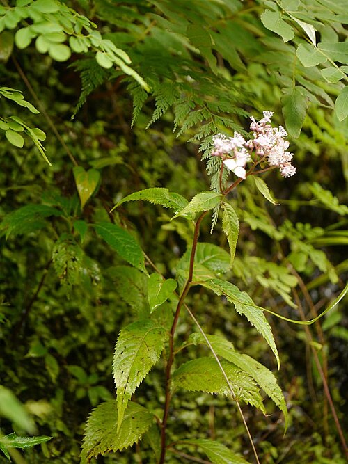 Hydrangea alternifolia: Cardiandra alternifolia:クサアジサイ 20015/09/05 和歌山県田辺市:Tanabe City. Wakayama Pref. Japan